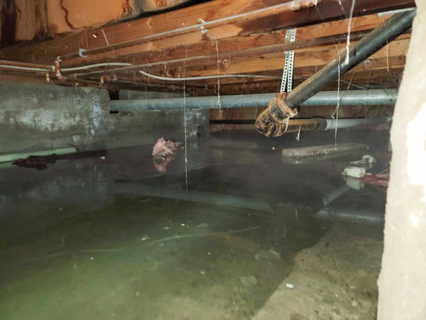 Best Water damage cleanup near me  in Paulding, OH